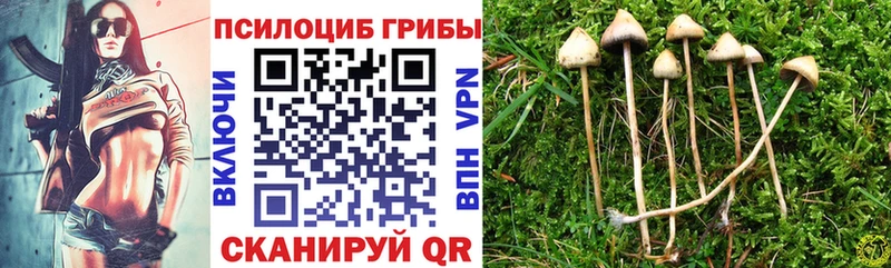 Галлюциногенные грибы Psilocybe  Купить закладки  Будённовск 